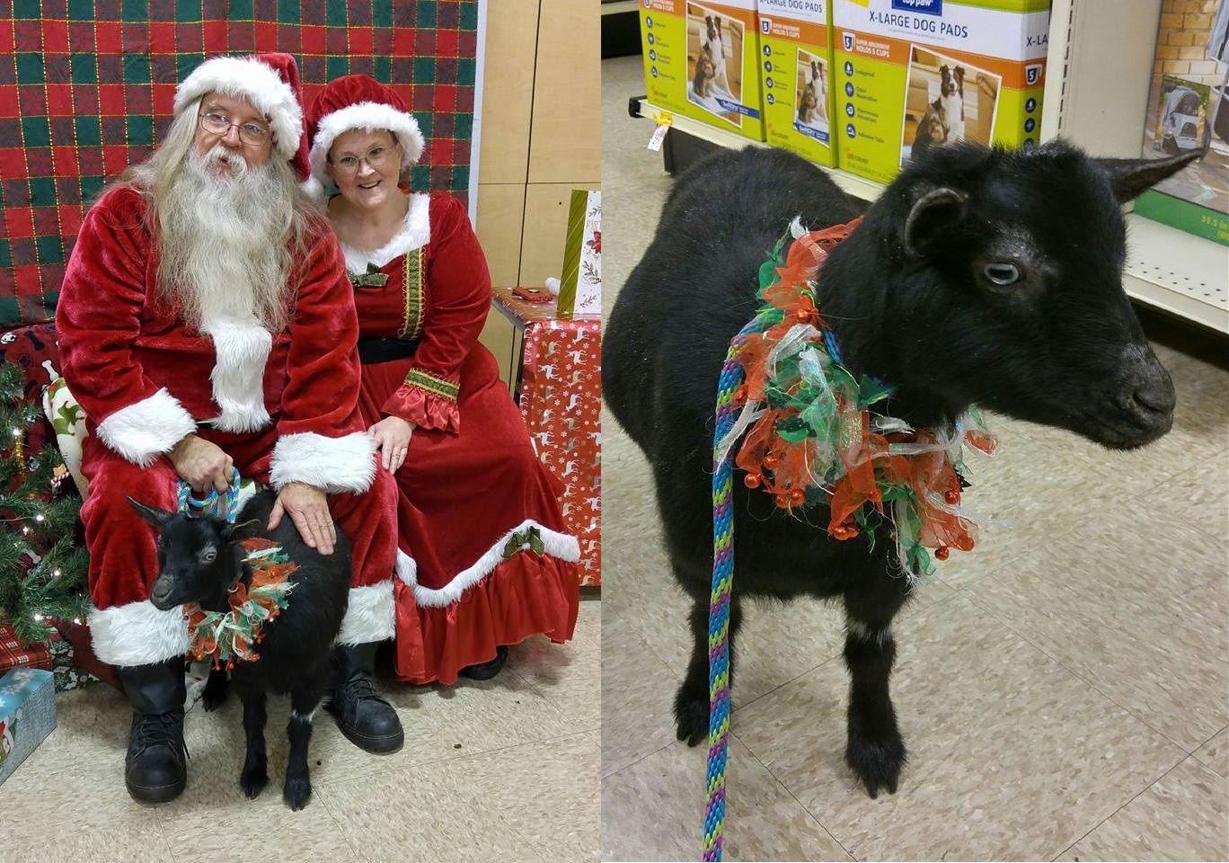 Holiday pet photos